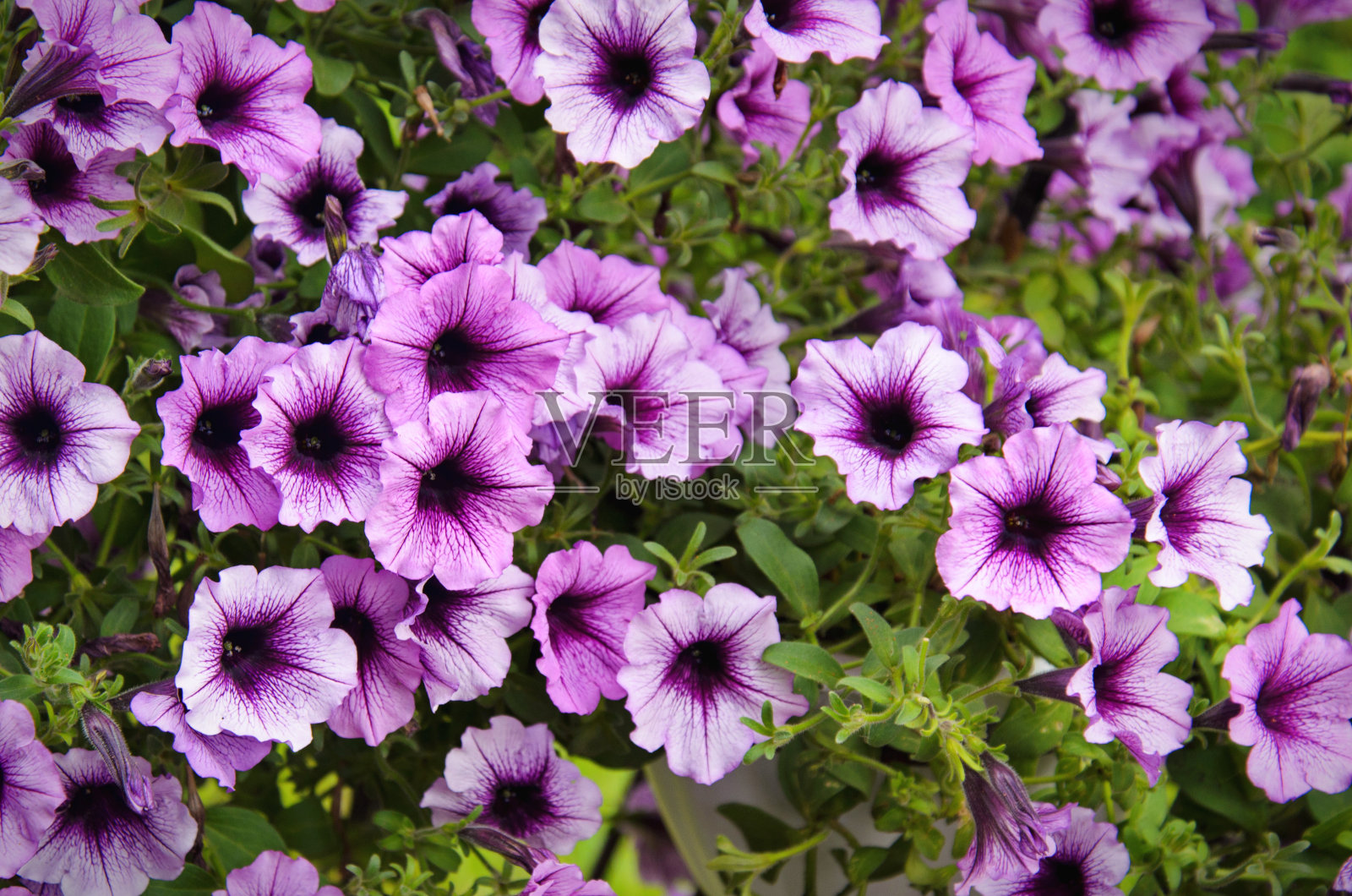 夏日花园里鲜艳的紫色矮牵牛花照片摄影图片