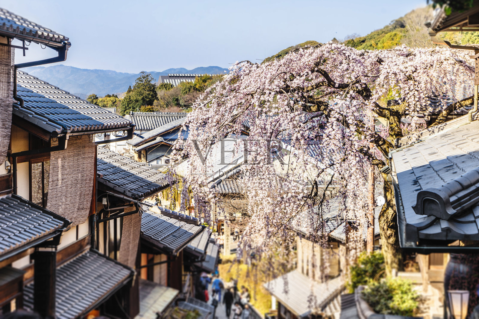 京都的樱花盛开照片摄影图片