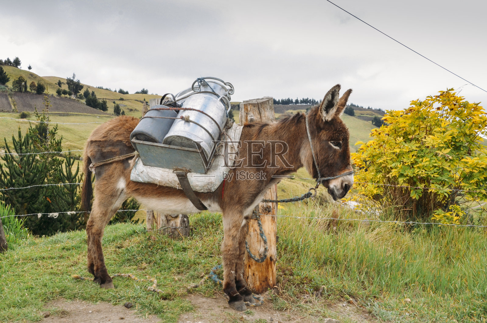 厄瓜多尔农村的钦博拉索，一头驮着水和给养的驴照片摄影图片