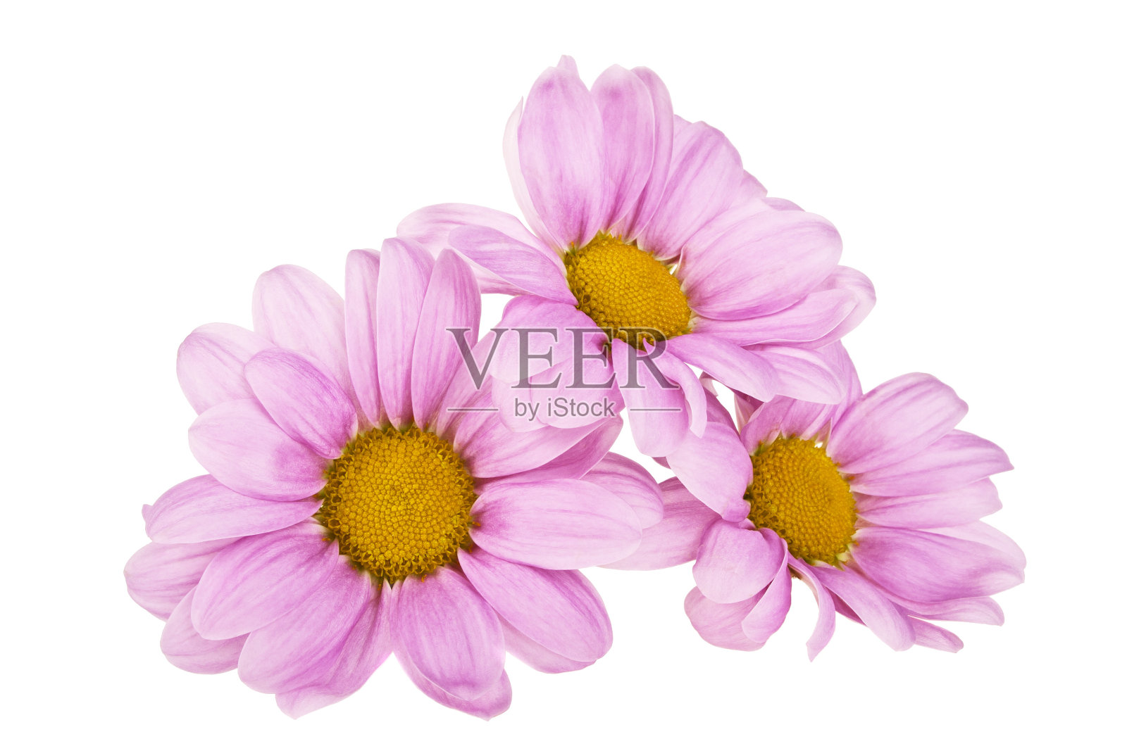 粉红色菊花孤立在白色背景上照片摄影图片