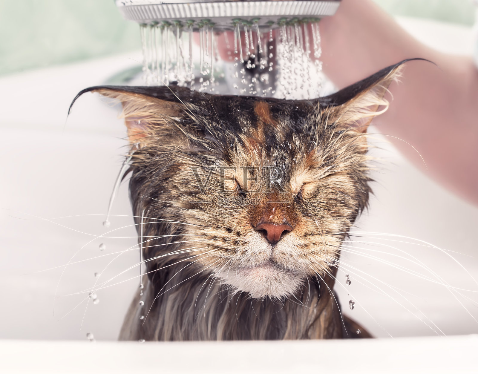湿猫洗澡照片摄影图片