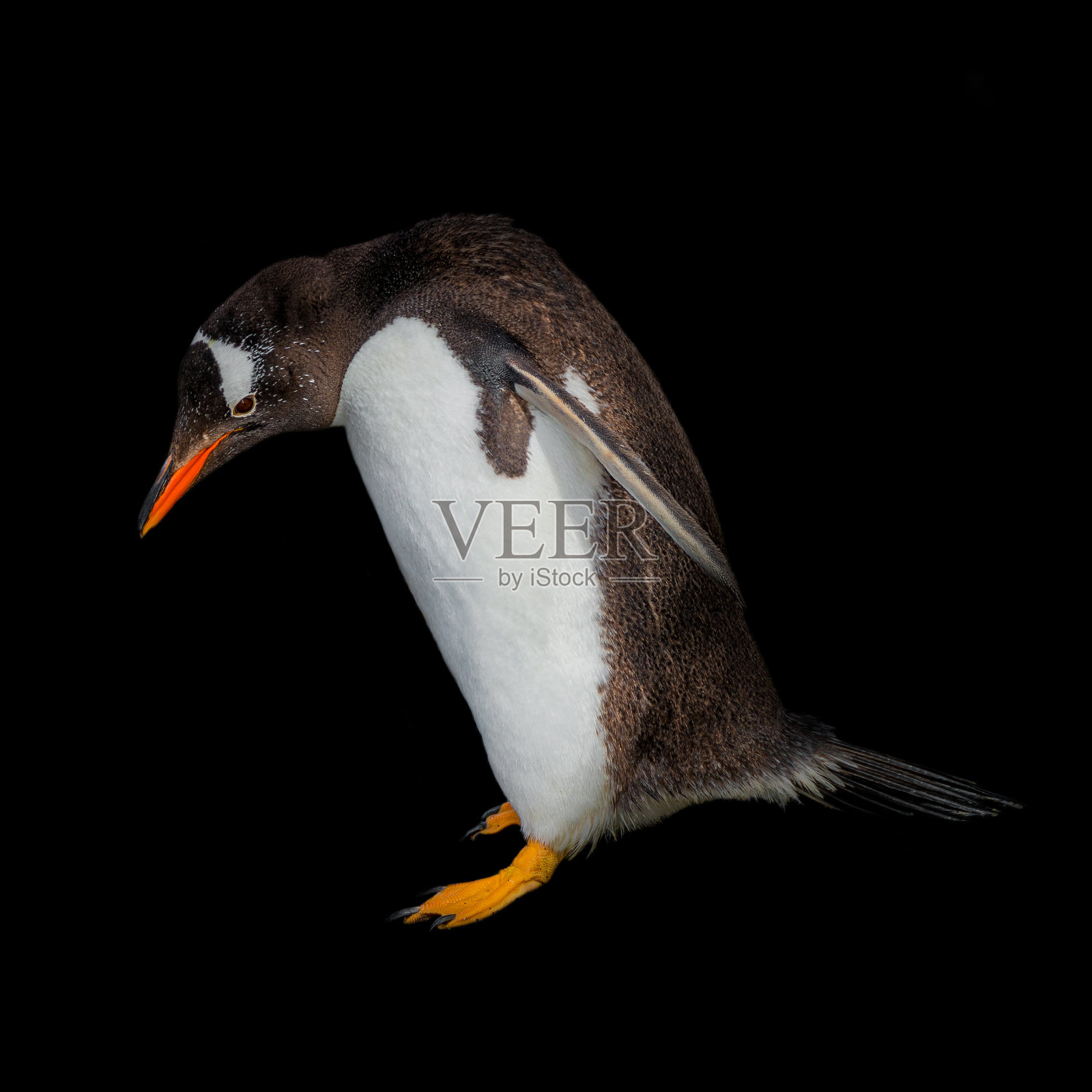 有趣的巴布亚企鹅孤立在黑色背景，比格尔海峡在巴塔哥尼亚照片摄影图片