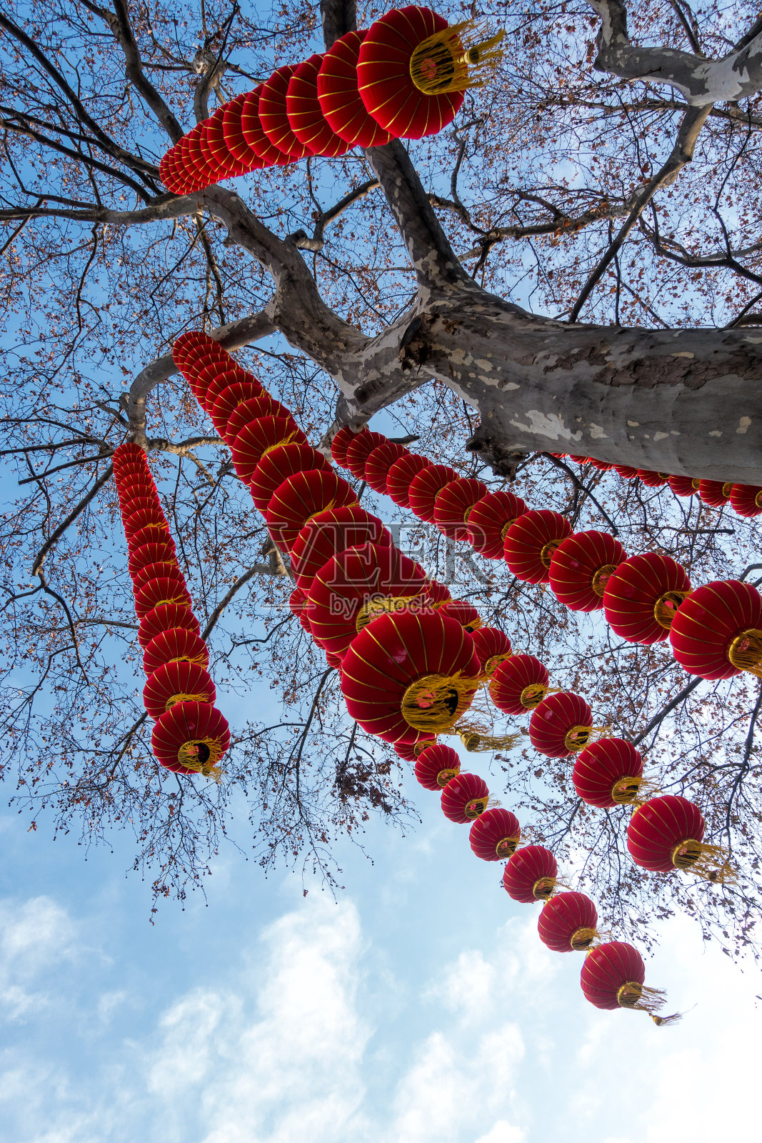 灯笼挂在树上在中国新年照片摄影图片