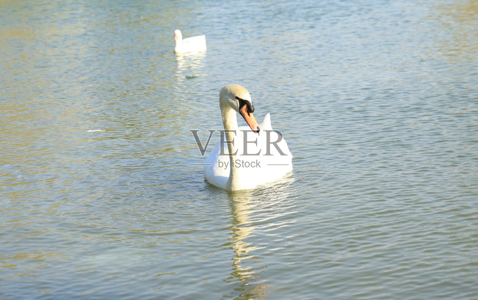 美丽的白天鹅鸭漂浮在湖面上照片摄影图片