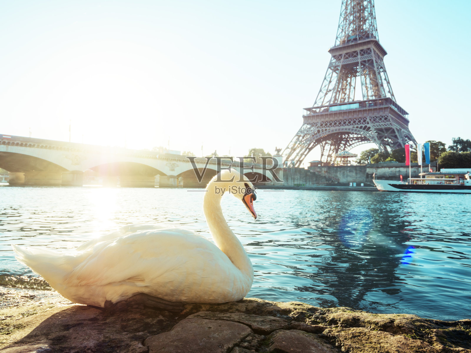 巴黎的白天鹅和埃菲尔铁塔。法国照片摄影图片