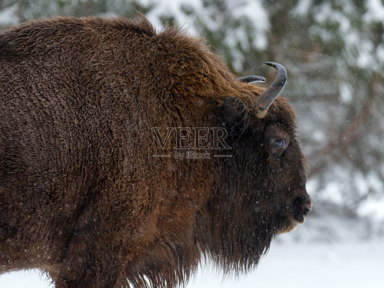母亲野牛近距离。冬季成年野生欧洲棕色野牛(野牛属)。成年野牛，白俄罗斯共和国的象征。野生欧洲森林野牛，公牛(雄性)。白俄罗斯照片摄影图片