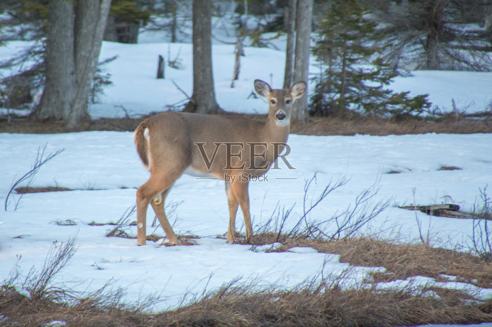 加拿大安大略省冬天雪地里的白尾鹿照片摄影图片