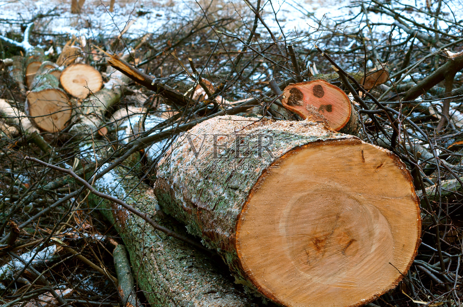 砍倒的树木，砍伐森林，砍倒的树桩，砍倒的树干照片摄影图片