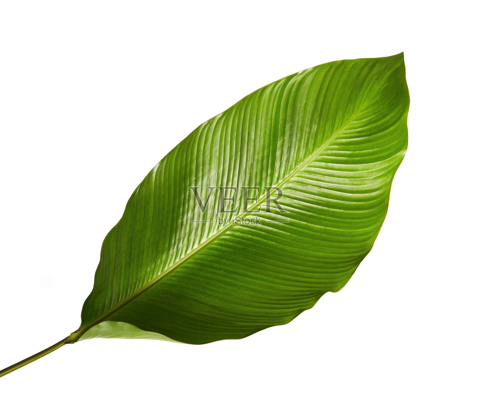 叶，异国情调的热带叶，大的绿叶，孤立在白色背景与修剪路径照片摄影图片