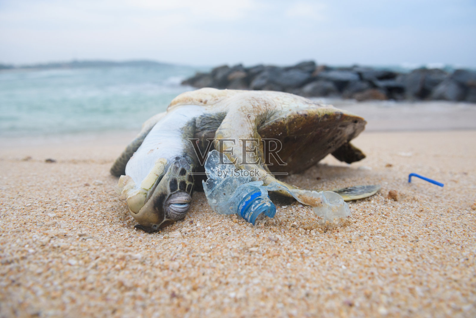 死海龟在海洋塑料垃圾中照片摄影图片