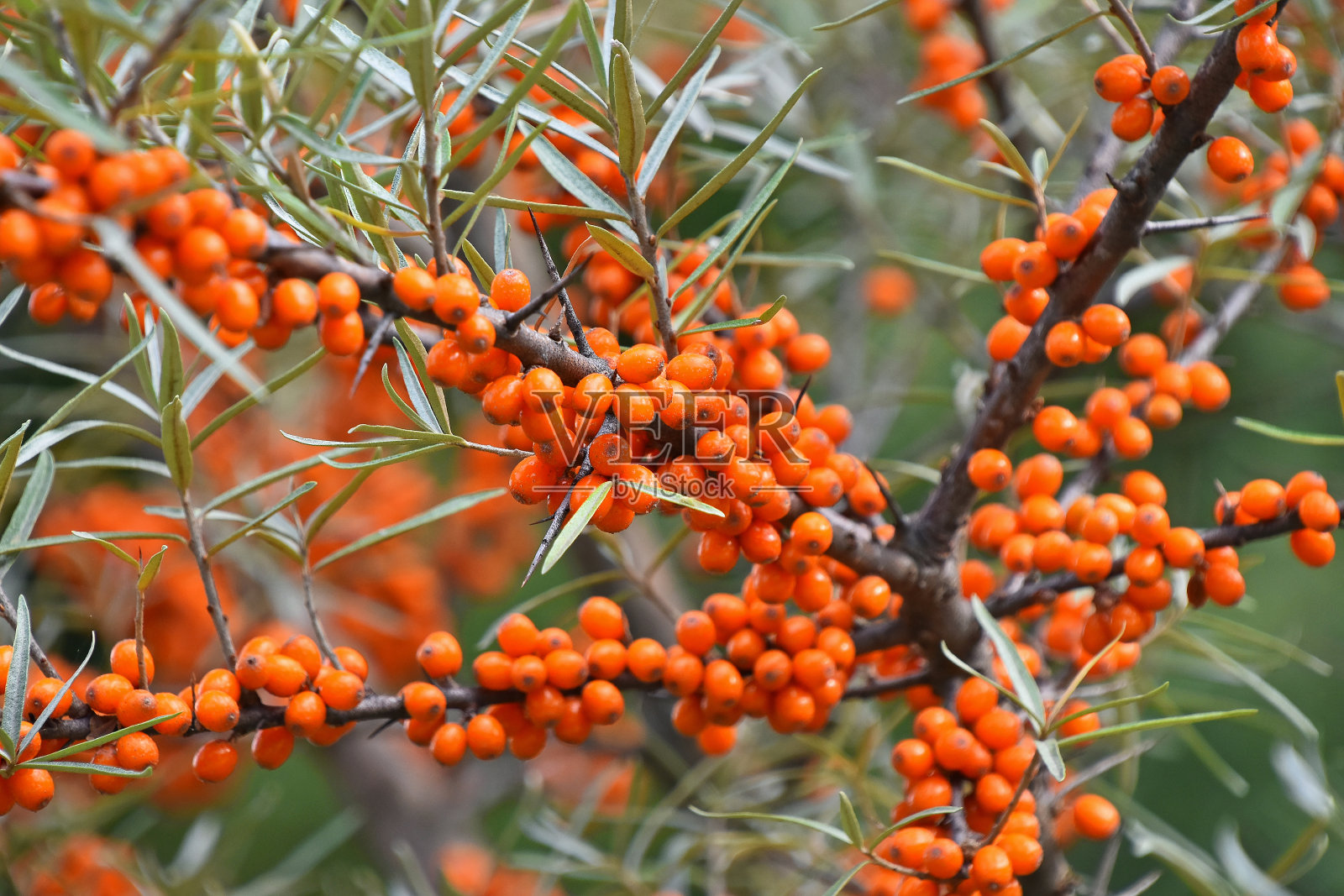 合上了成熟的橙色秋季沙棘枝照片摄影图片