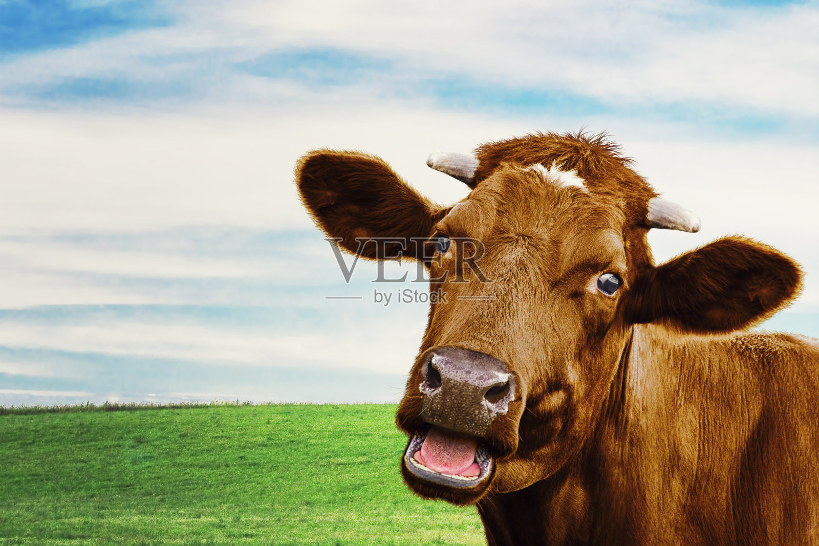 可爱的奶牛在草地上。有选择性的重点照片摄影图片