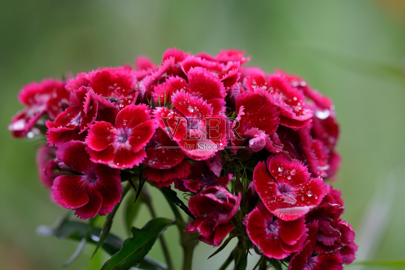 红石竹类植物的花照片摄影图片