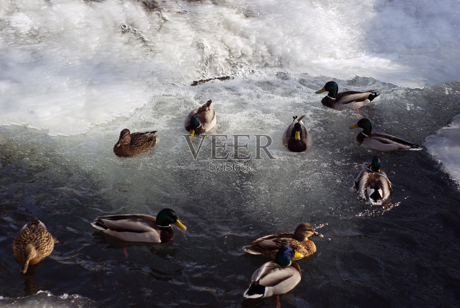 野鸭在冰面中间的开阔水域过冬照片摄影图片