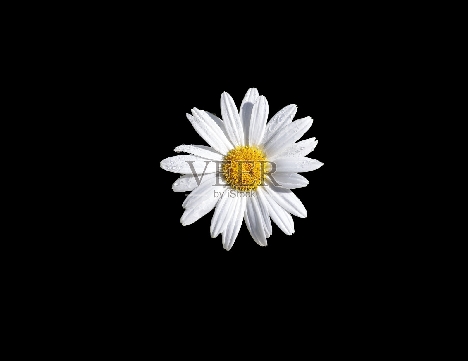 雏菊花-黑色背景照片摄影图片