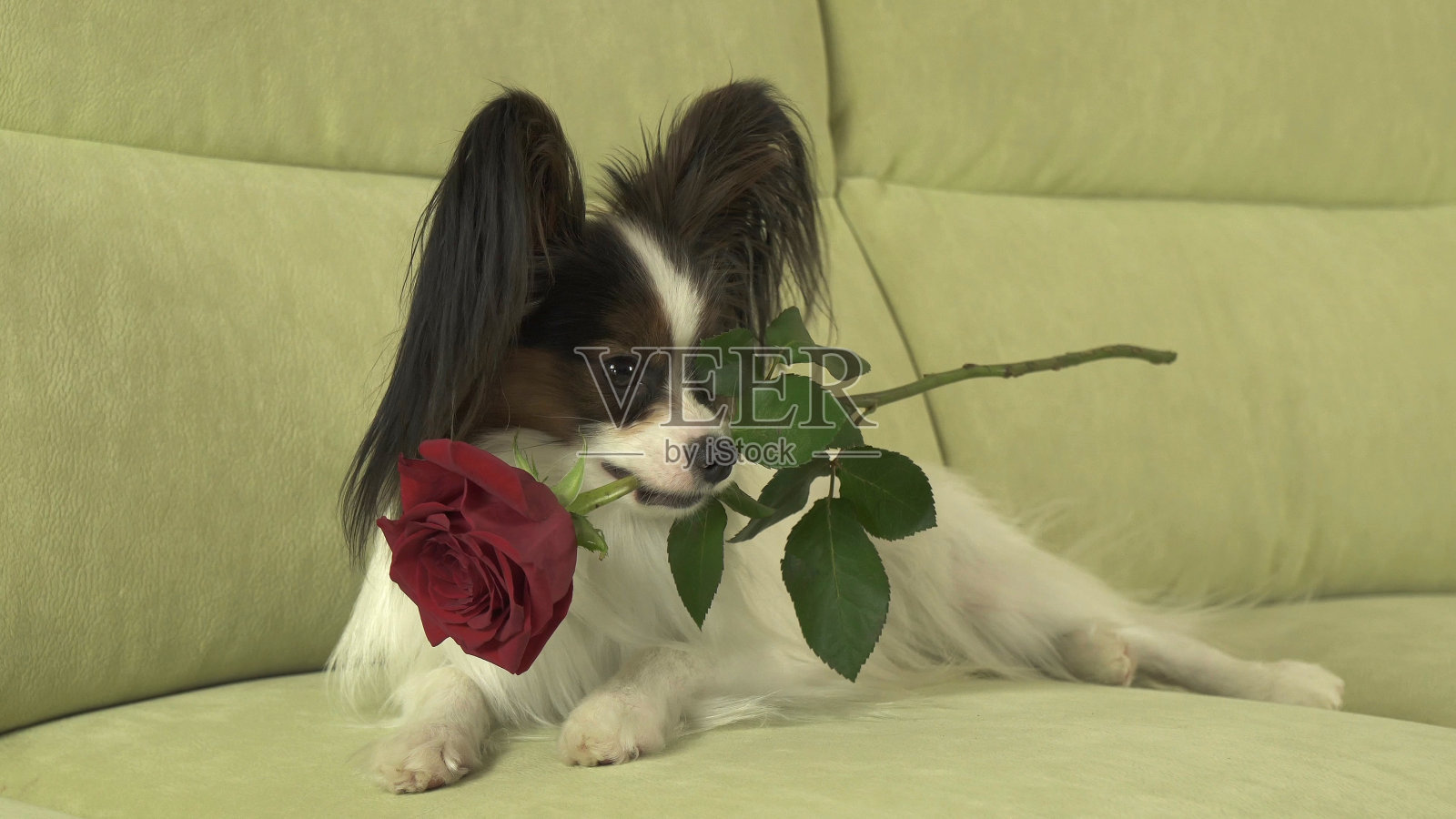 狗蝶耳犬在情人节的时候嘴里衔着红玫瑰以示爱意照片摄影图片