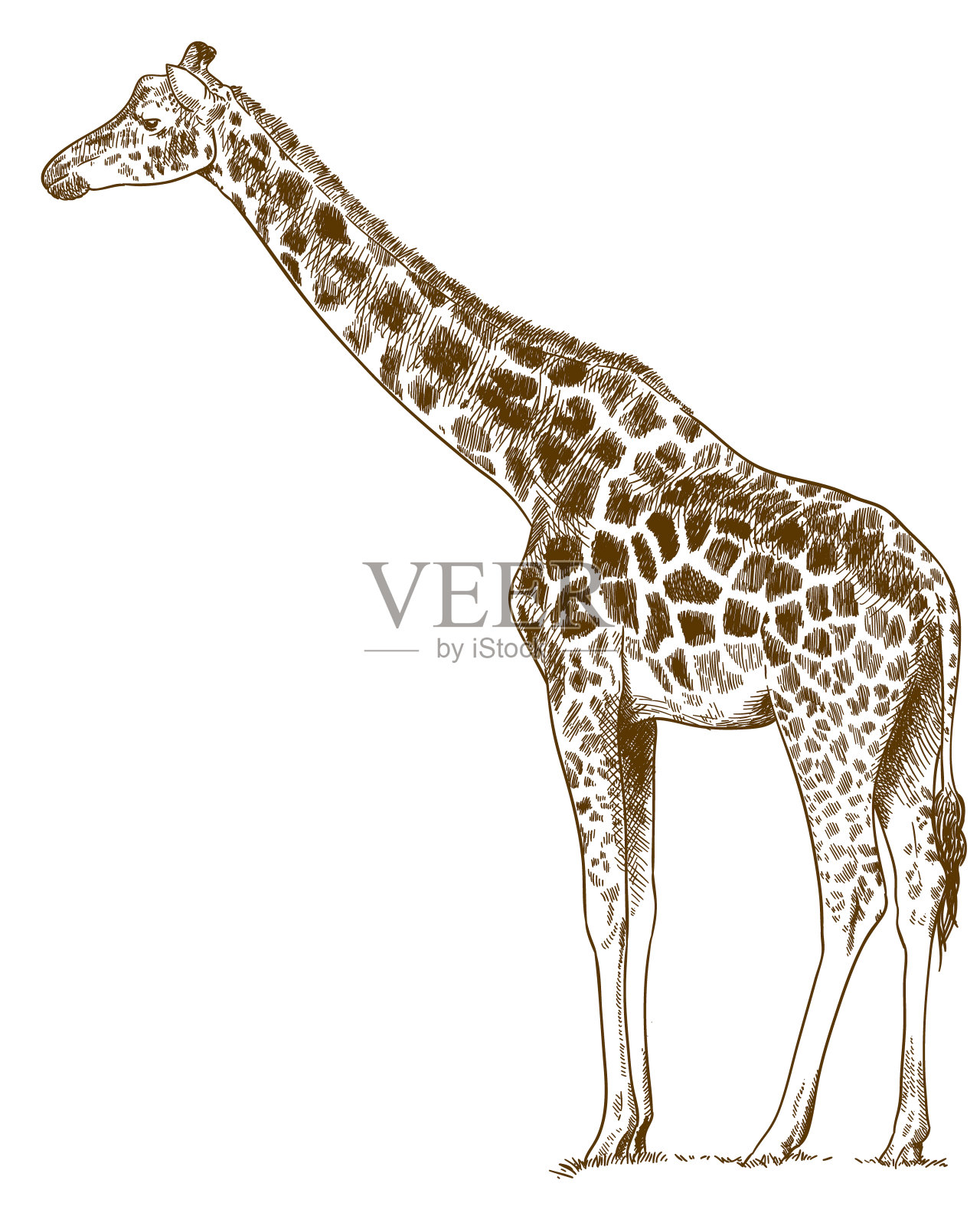 雕刻绘画长颈鹿插图插画图片素材