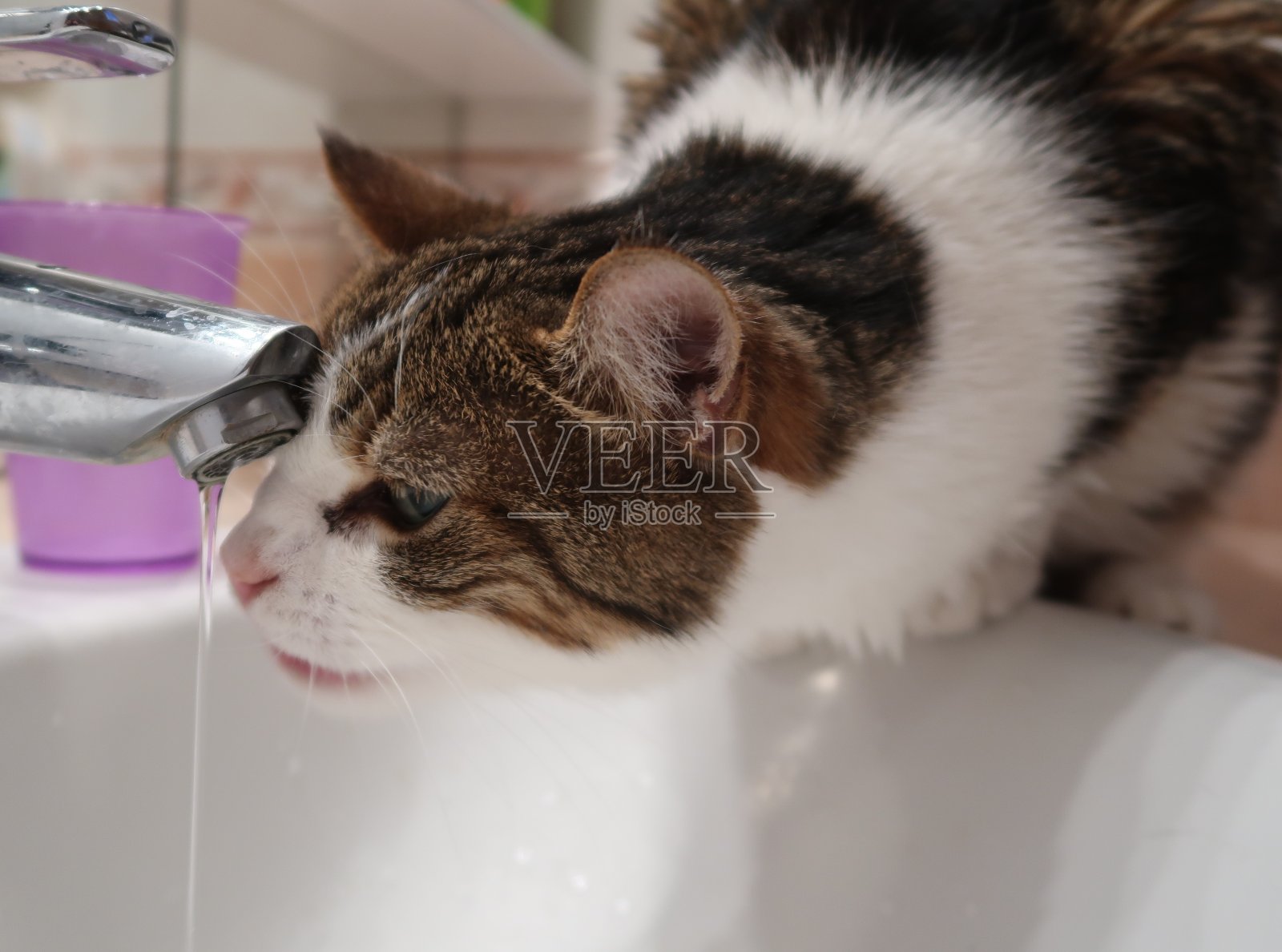 猫直接从水龙头里喝水照片摄影图片