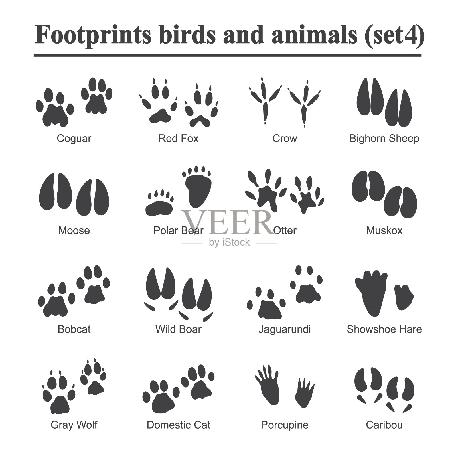 野生动物和鸟类的脚印，动物爪印向量集。各种动物的脚印，插图黑色剪影脚印插画图片素材