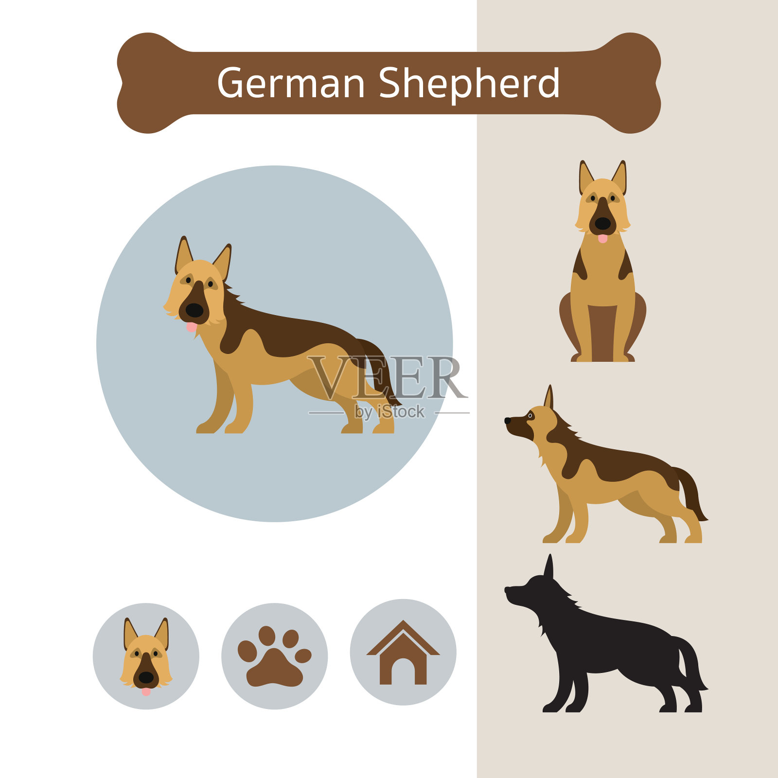 德国牧羊犬品种信息图表插画图片素材
