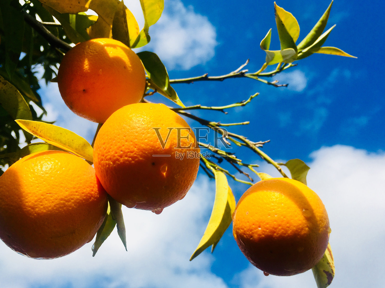 橘子挂在树上照片摄影图片