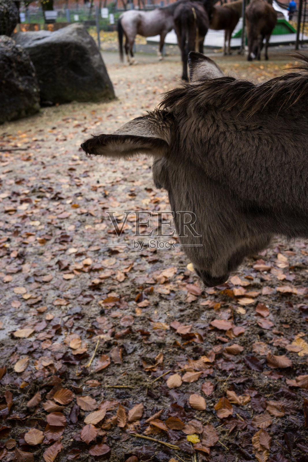 头看灰色的毛驴和彩色的叶子在地上照片摄影图片