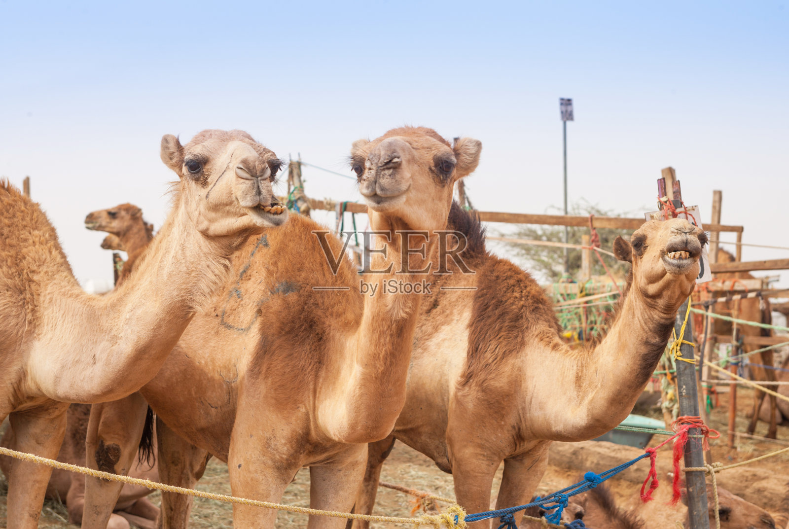 艾因骆驼市场的骆驼照片摄影图片