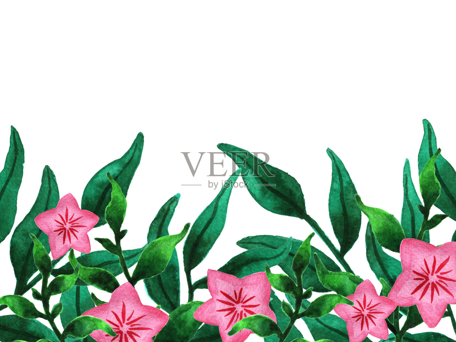水彩画春天的花和叶。手绘花卉插图，郁郁葱葱的绿色植被与粉红色星形花插画图片素材