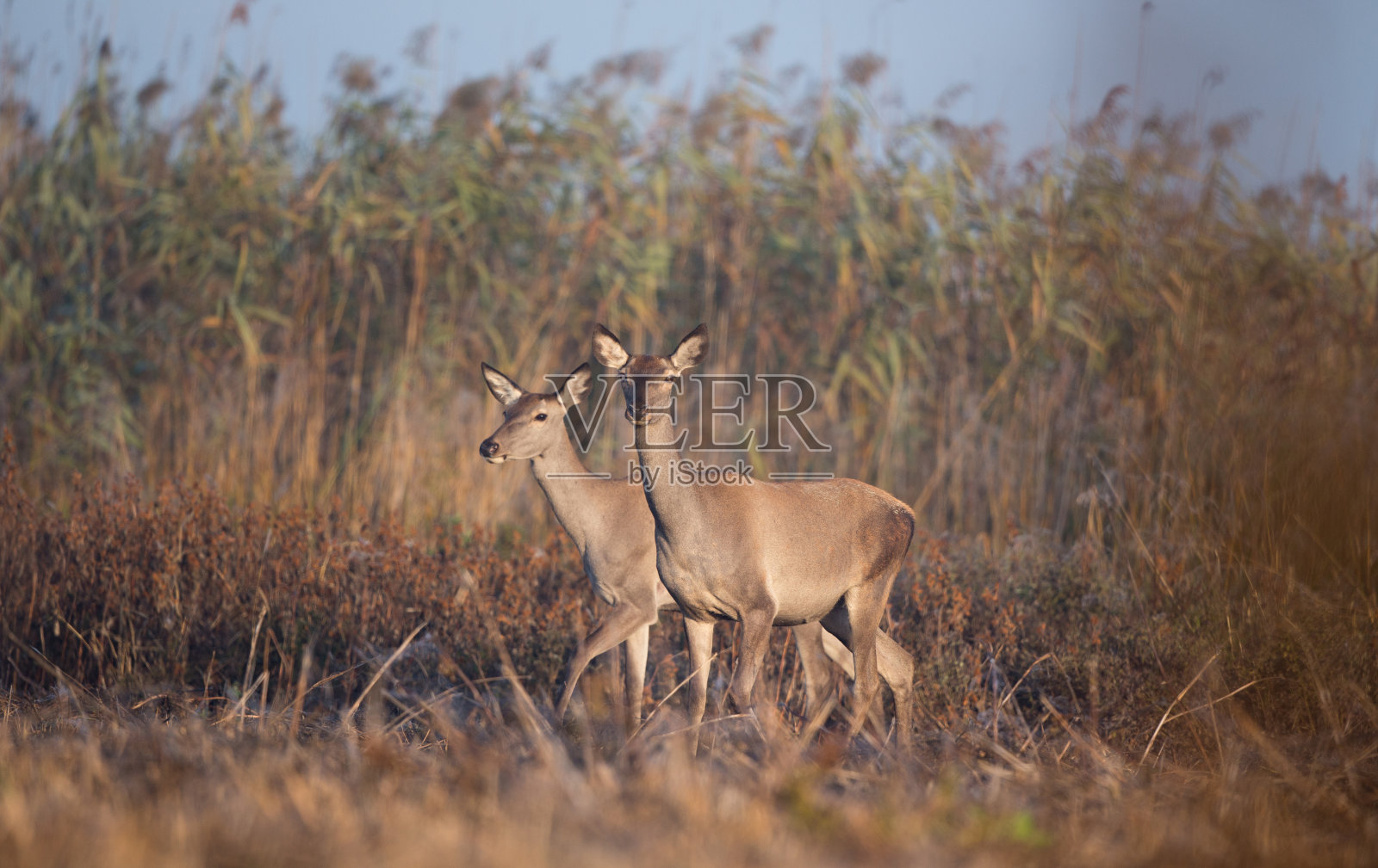 两只马鹿，雌性芦苇动物照片摄影图片