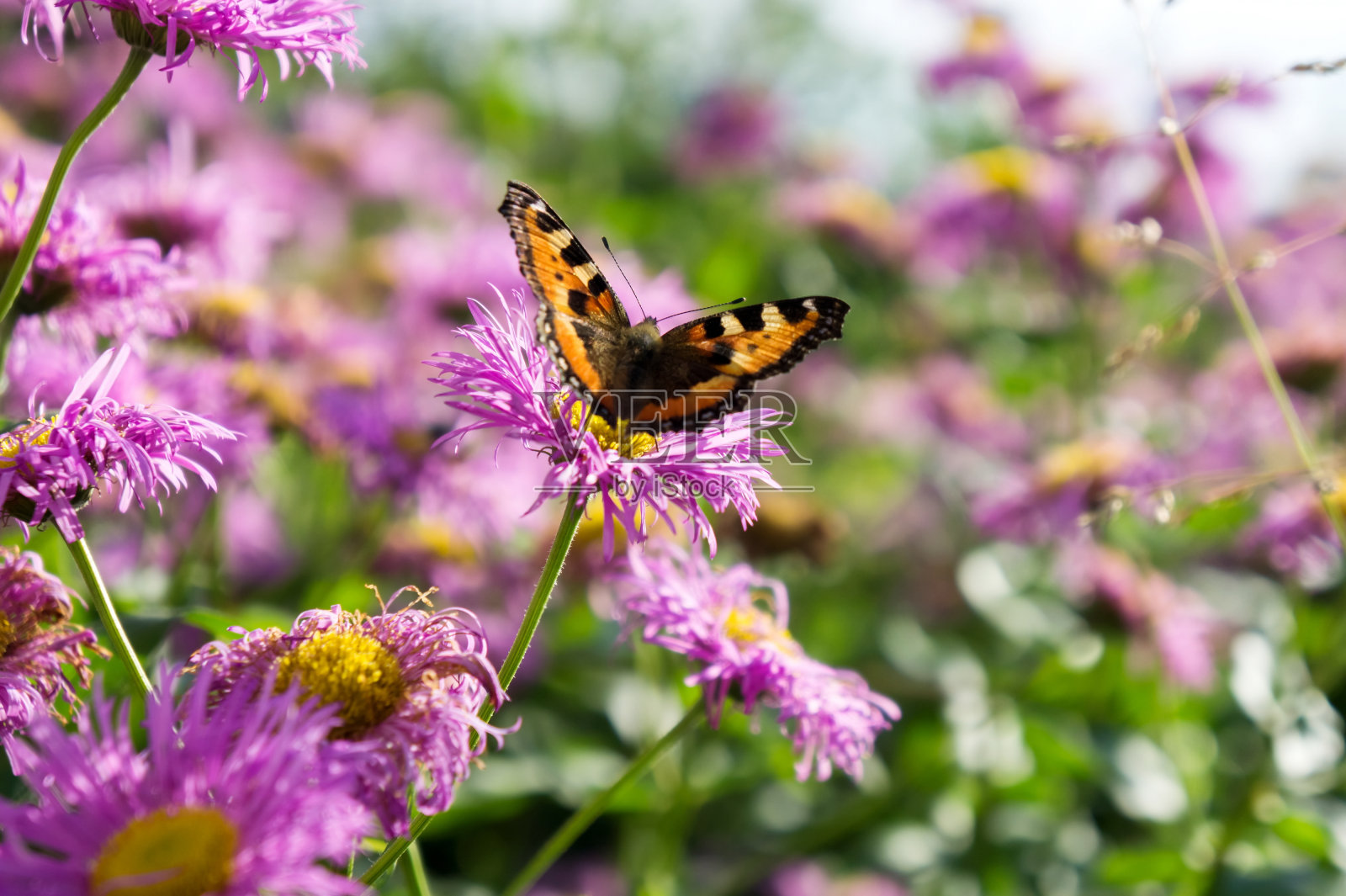 初秋，多年生紫苑粉红色花朵上的蝴蝶荨麻疹。照片摄影图片