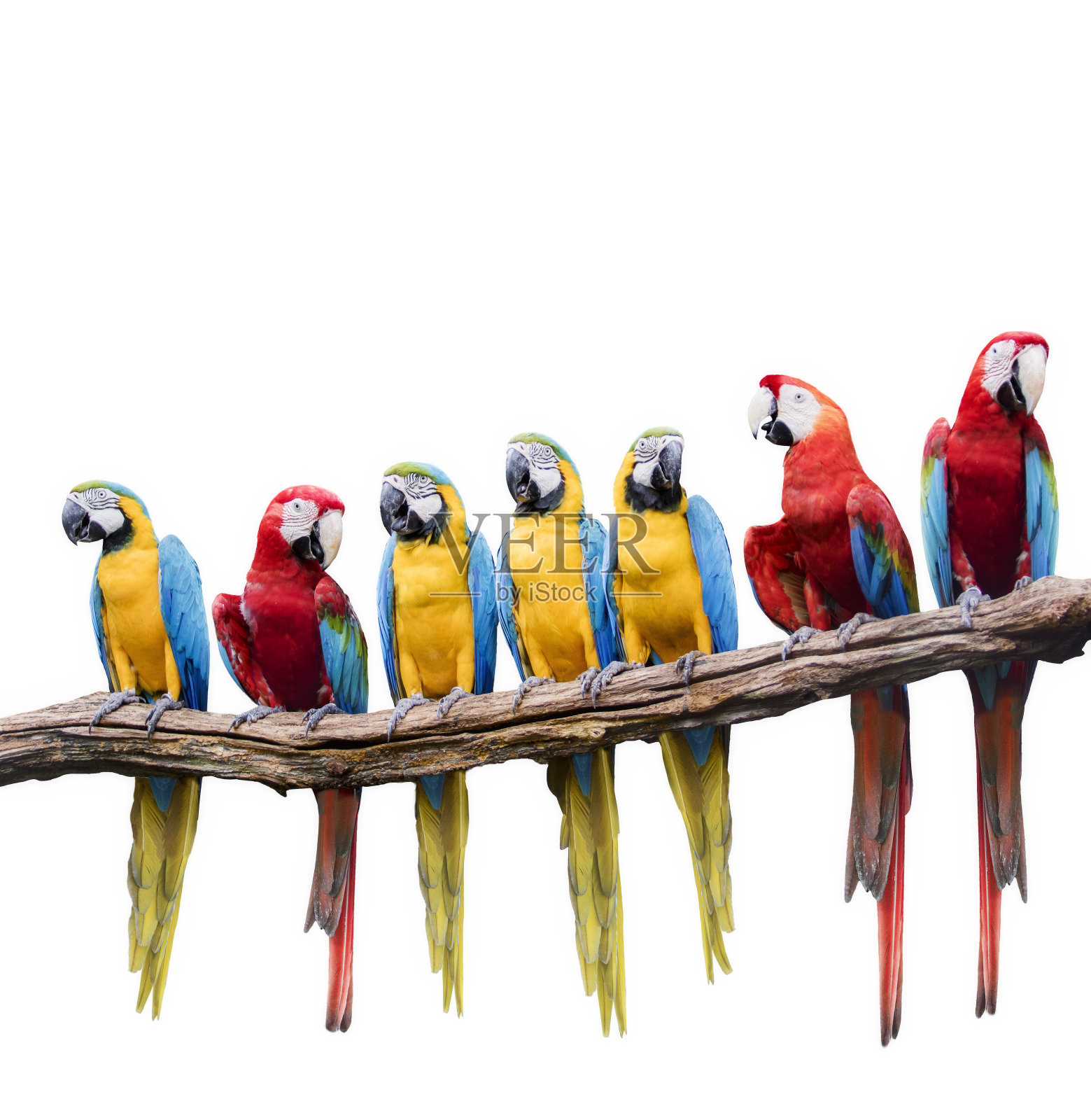 一群红、蓝、黄金刚鹦鹉在干燥的树枝上觅食，背景为白色照片摄影图片