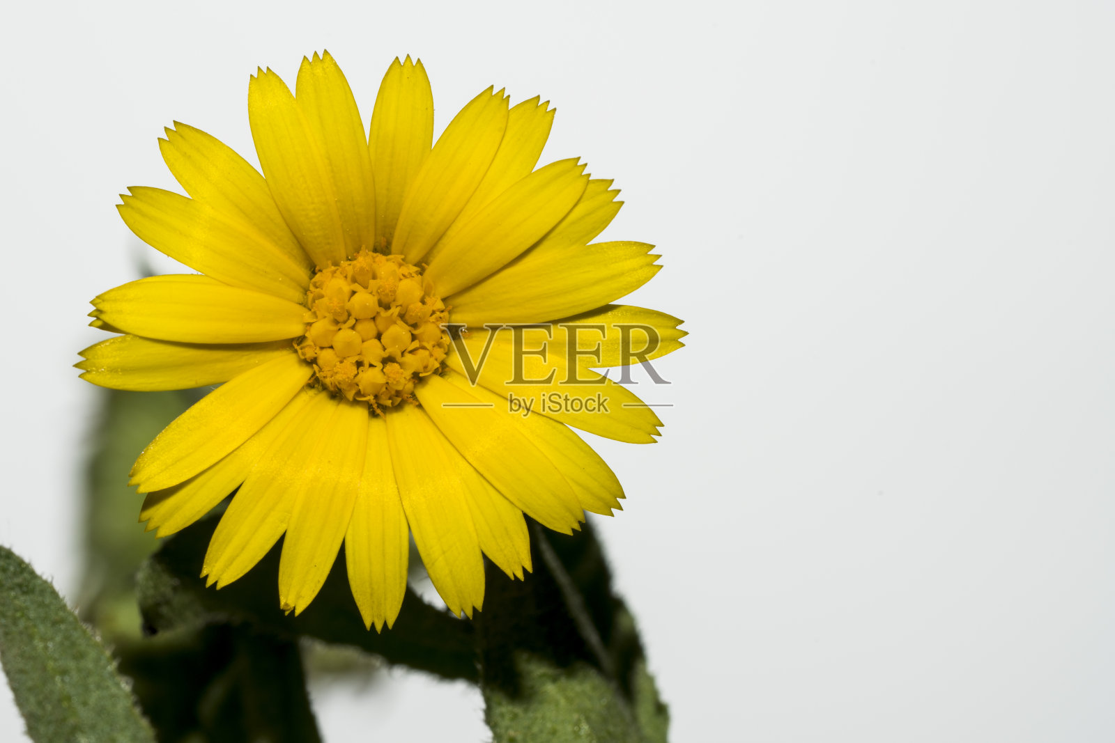 黄色的雏菊花照片摄影图片