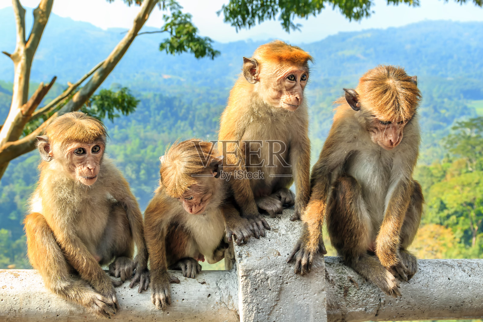年幼的猴子坐在高山和雨林的背景上照片摄影图片
