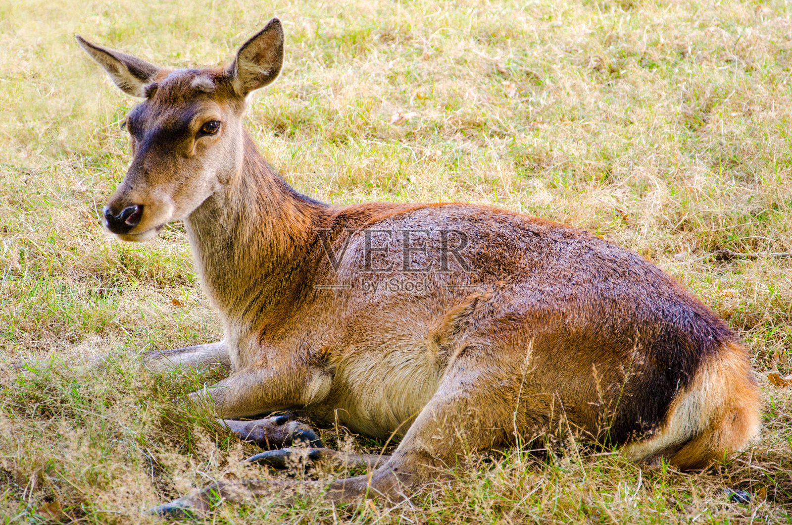 一只鹿躺在草地上照片摄影图片