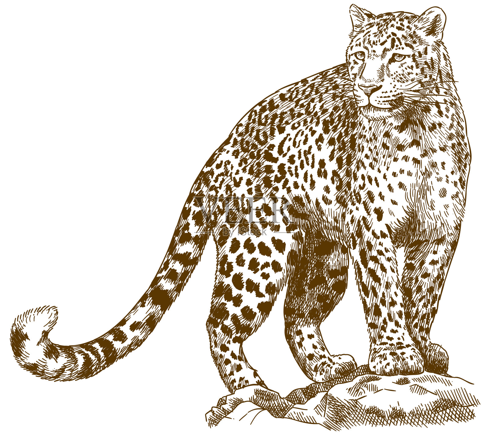 豹子的雕刻绘画插图设计元素图片