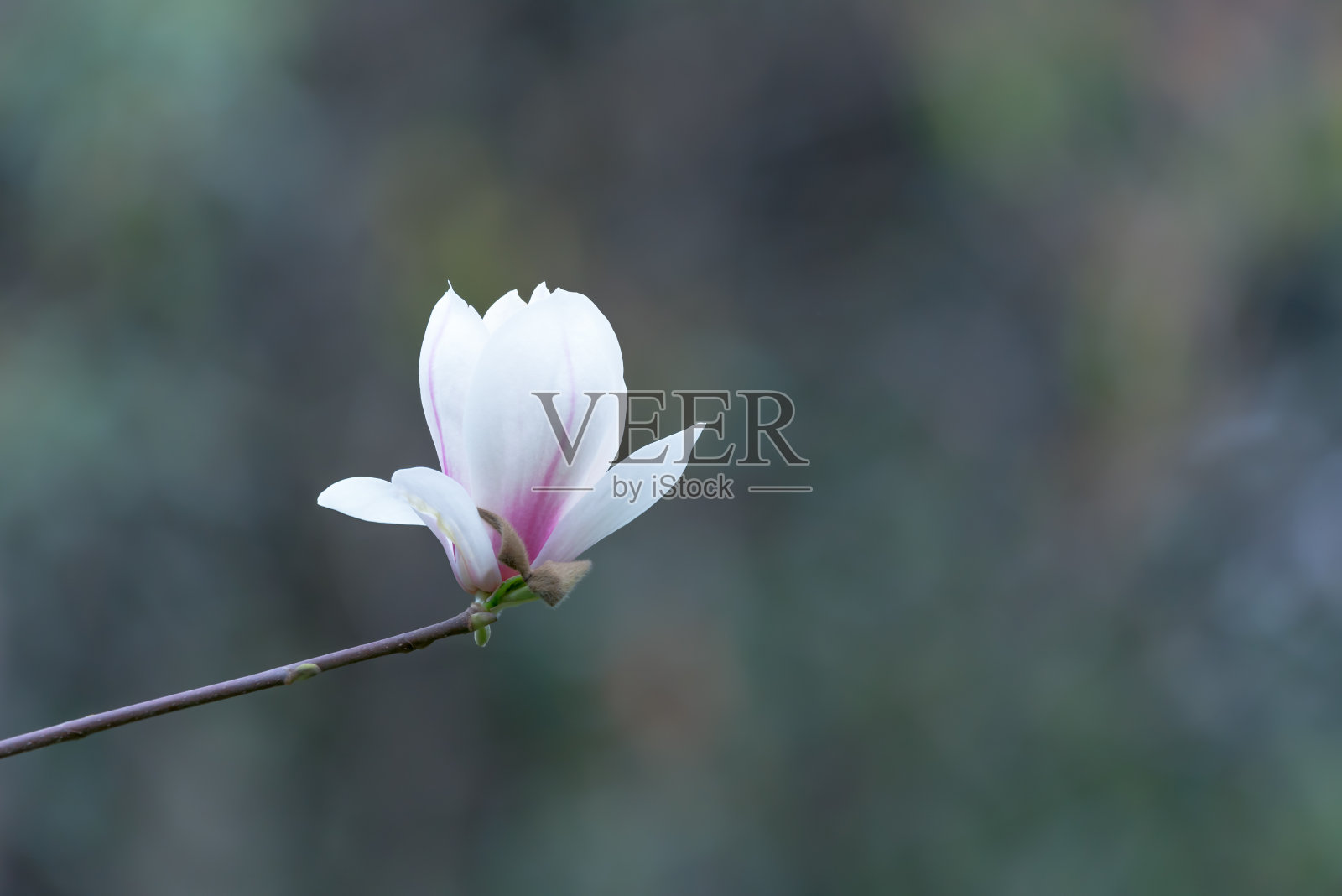 白玉兰在春天开花照片摄影图片