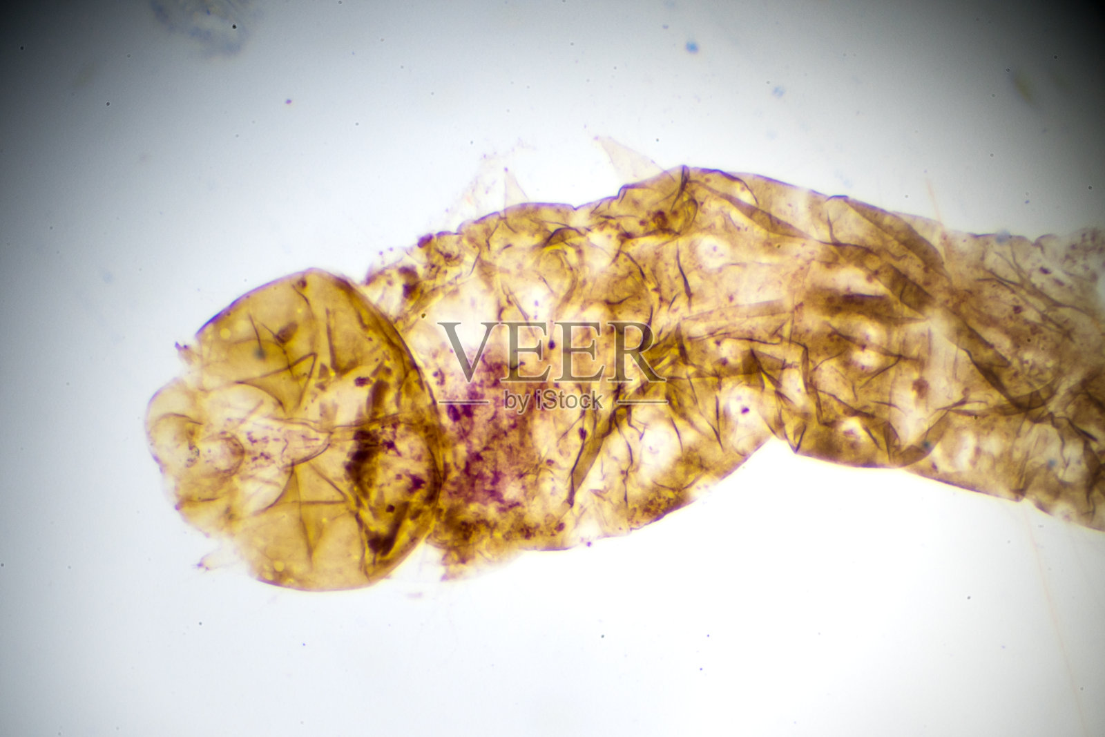 显微镜下家蚕的幼虫照片摄影图片