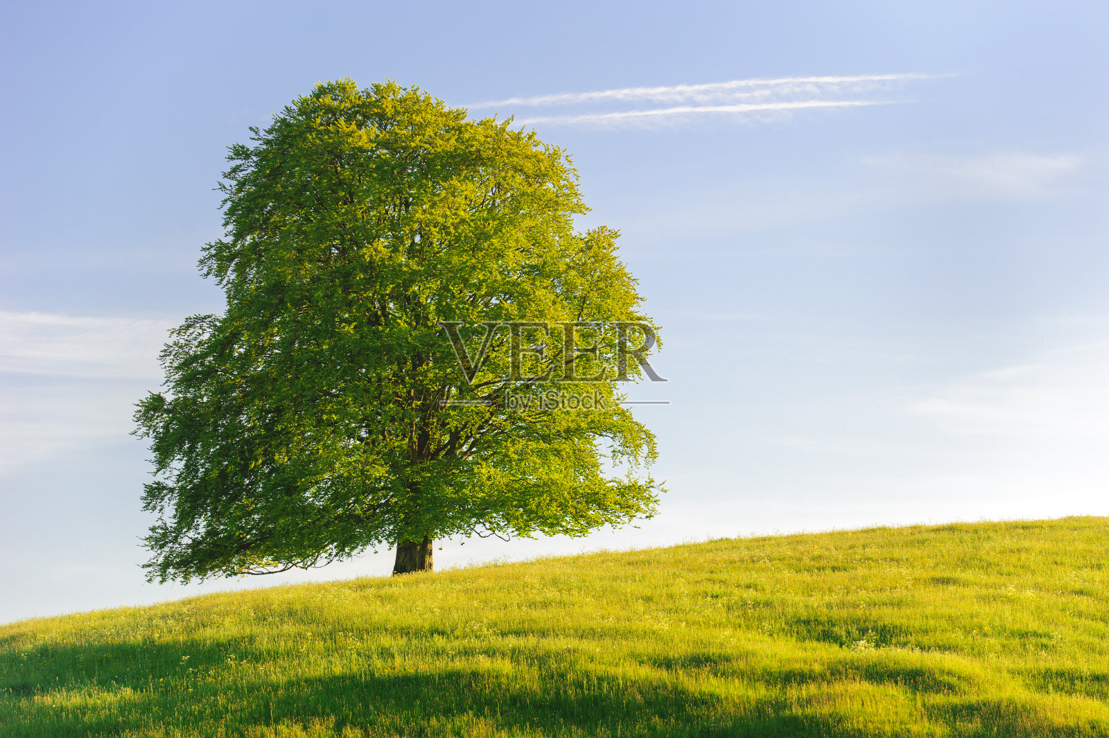 一棵大山毛榉树，树梢完美照片摄影图片