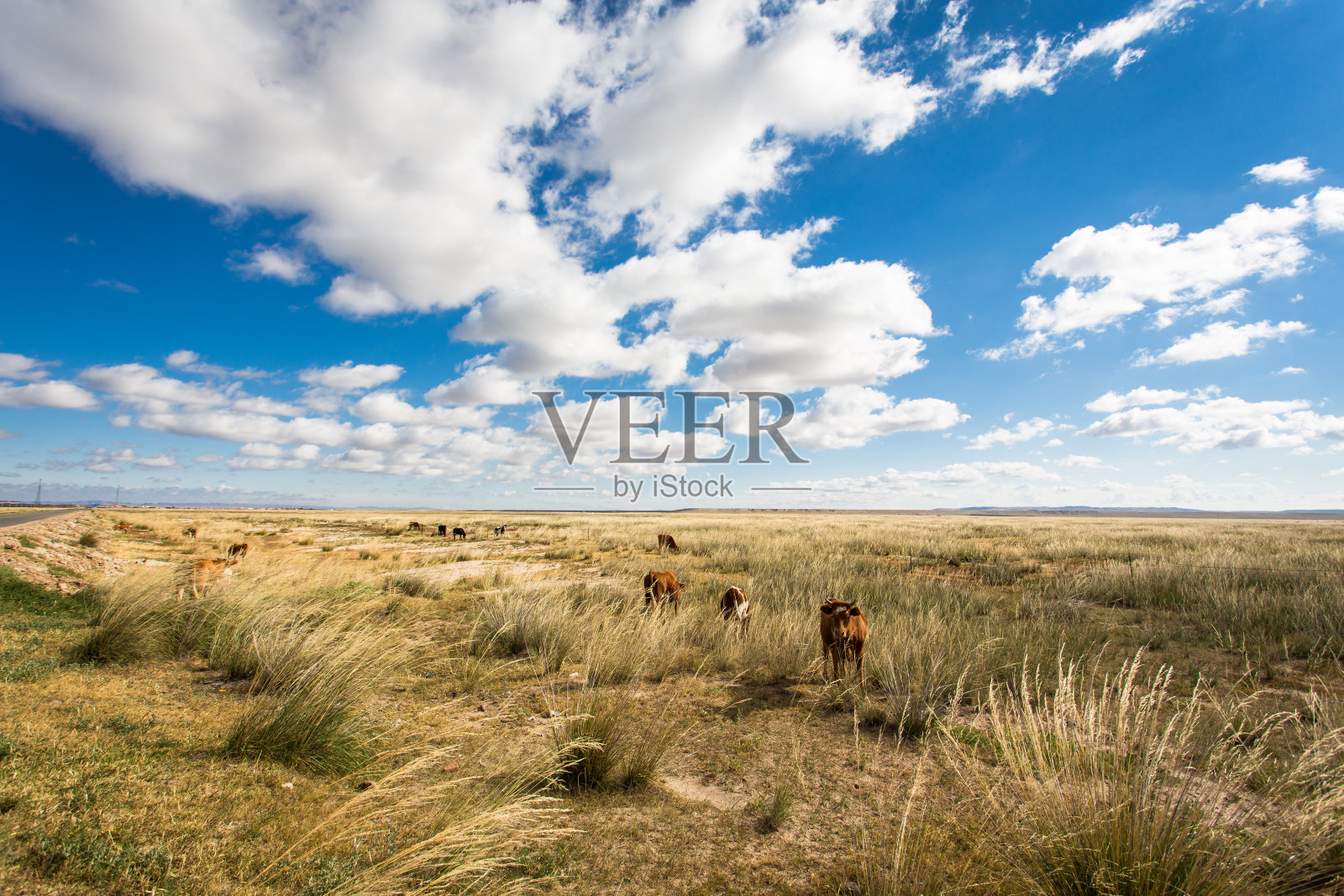 草原和牛照片摄影图片