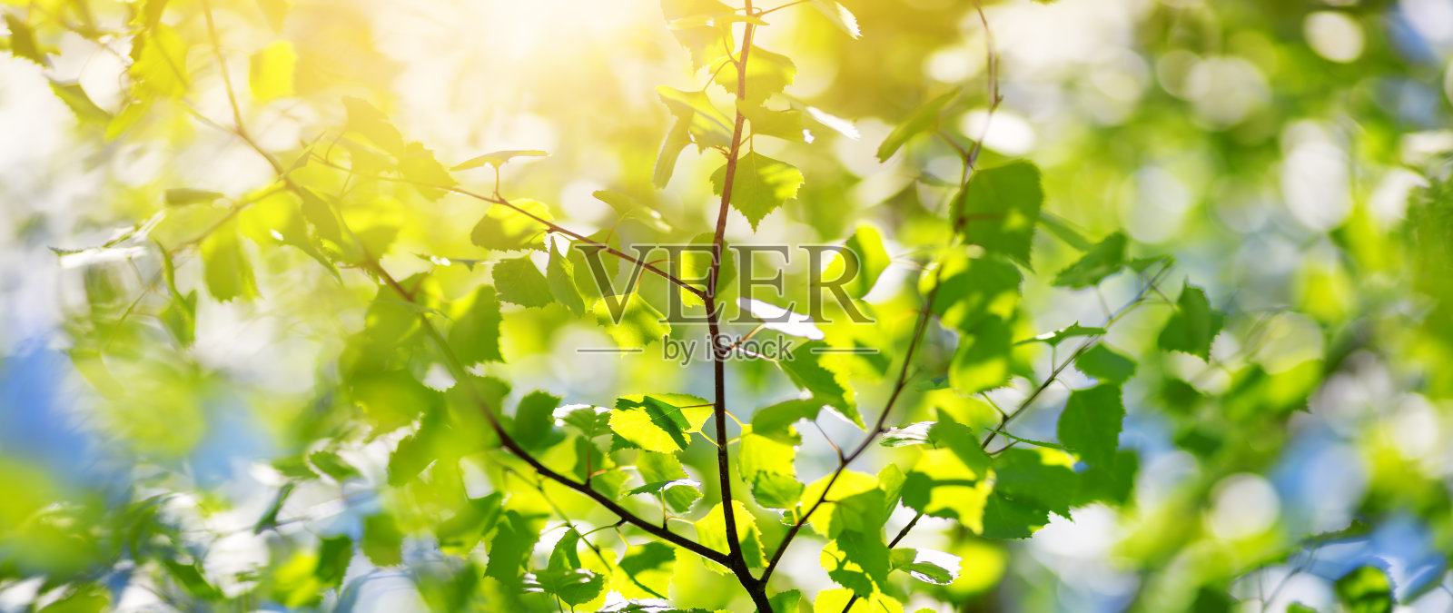 新白桦树叶照片摄影图片