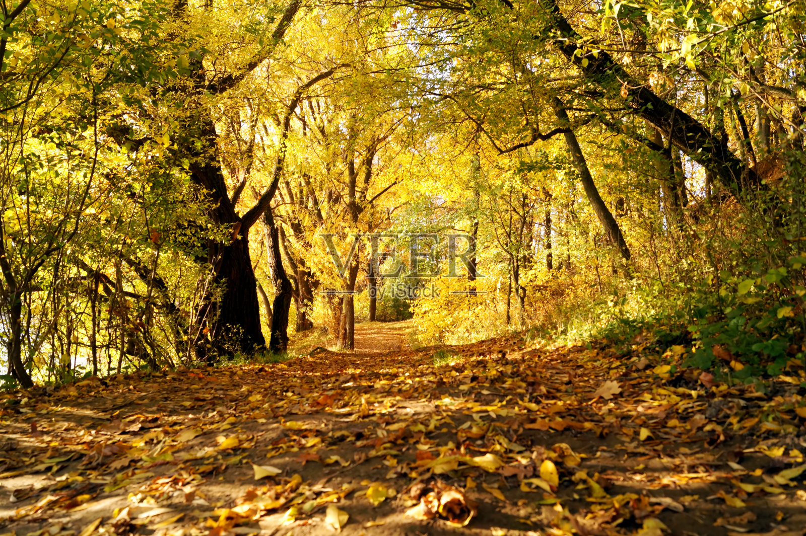 秋天公园里的小路照片摄影图片