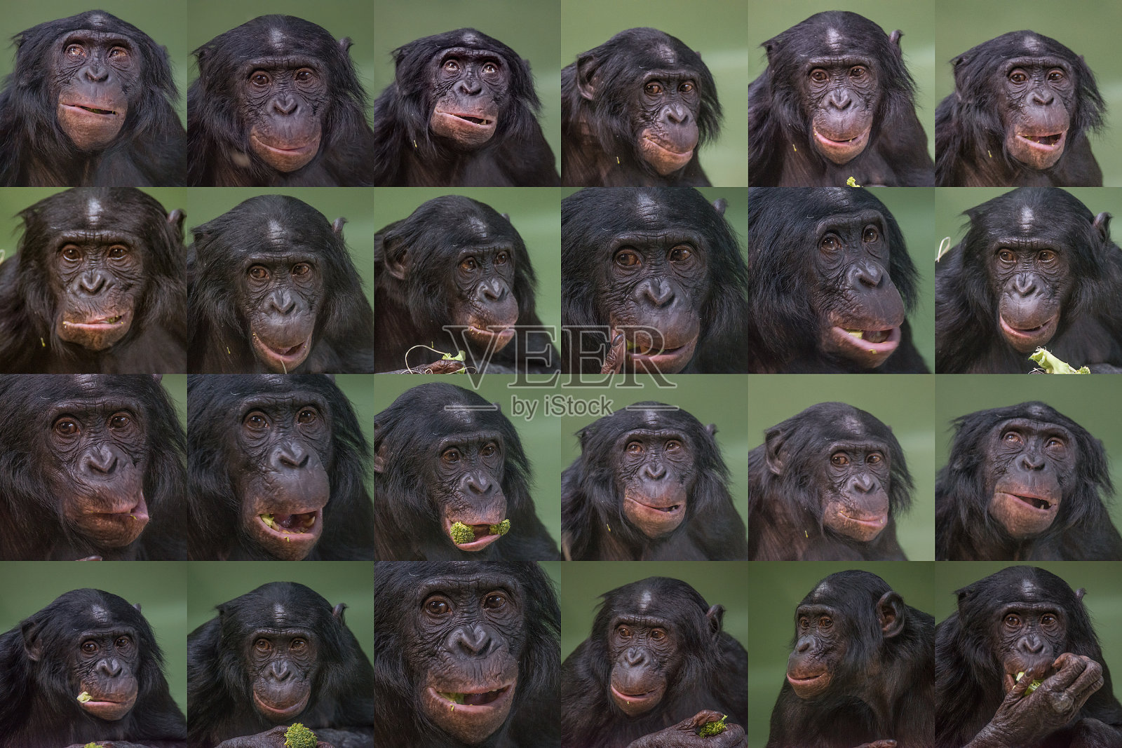 一组滑稽和微笑的倭黑猩猩肖像，近距离照片摄影图片