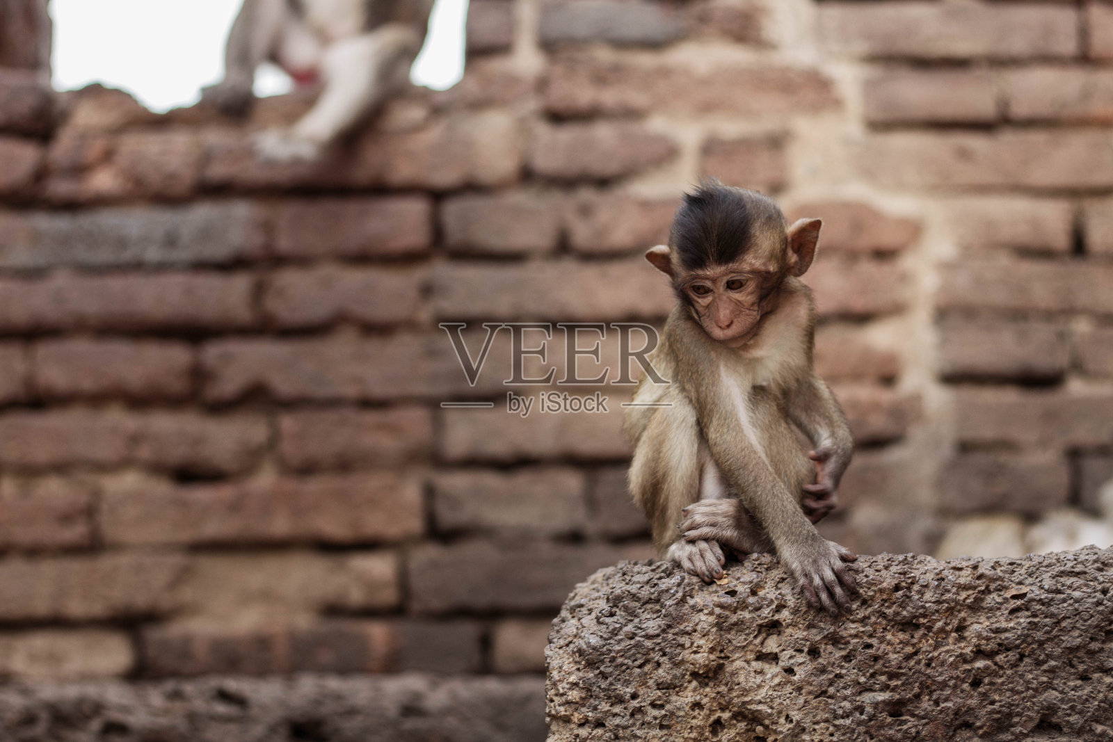猴子坐在砖上。照片摄影图片