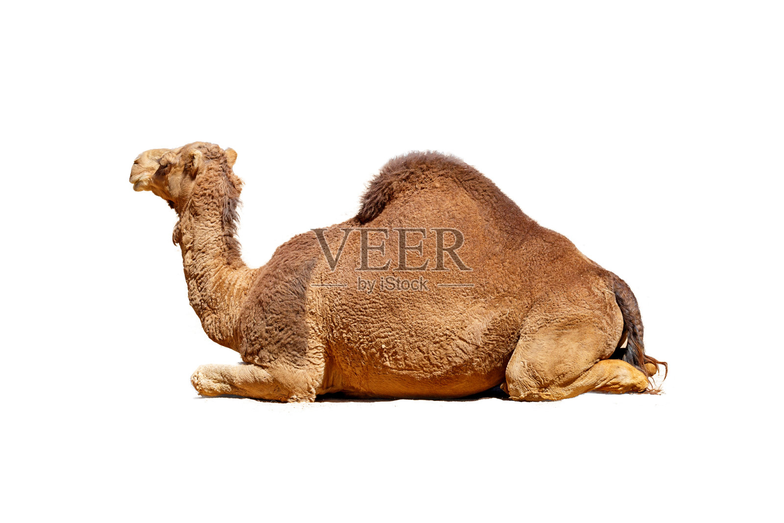 侧面骆驼孤立的白色照片摄影图片