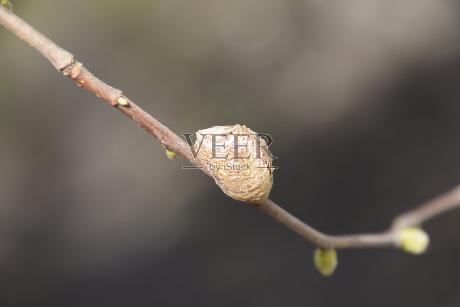 在树枝上的卵鞘螳螂。昆虫在茧里产下过冬的卵。榛子树枝上的oteca照片摄影图片