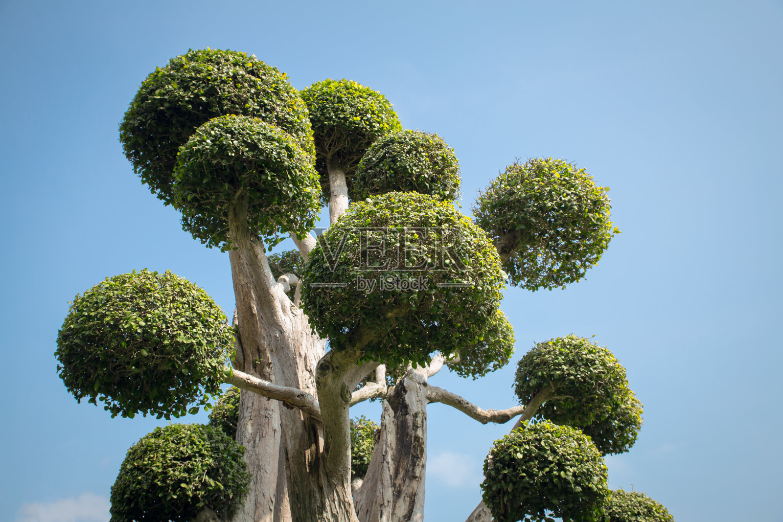 热带树木与蓝天照片摄影图片
