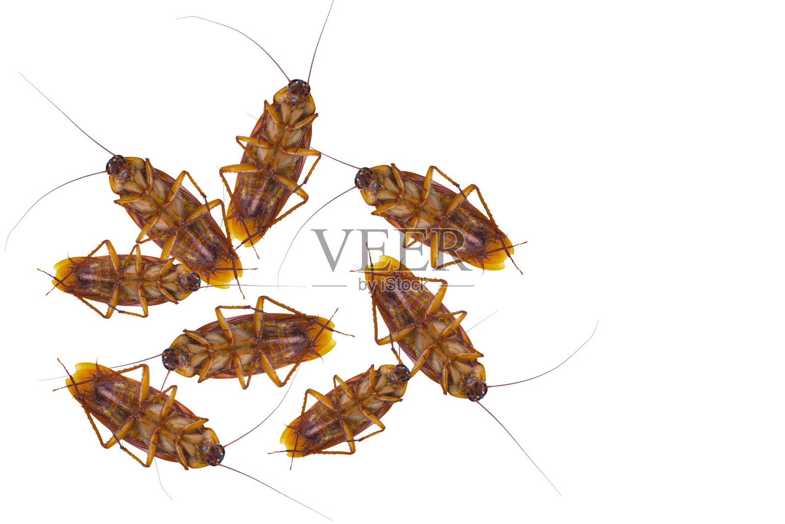 蟑螂在白色背景上被隔离。蟑螂是疾病的传播者。照片摄影图片