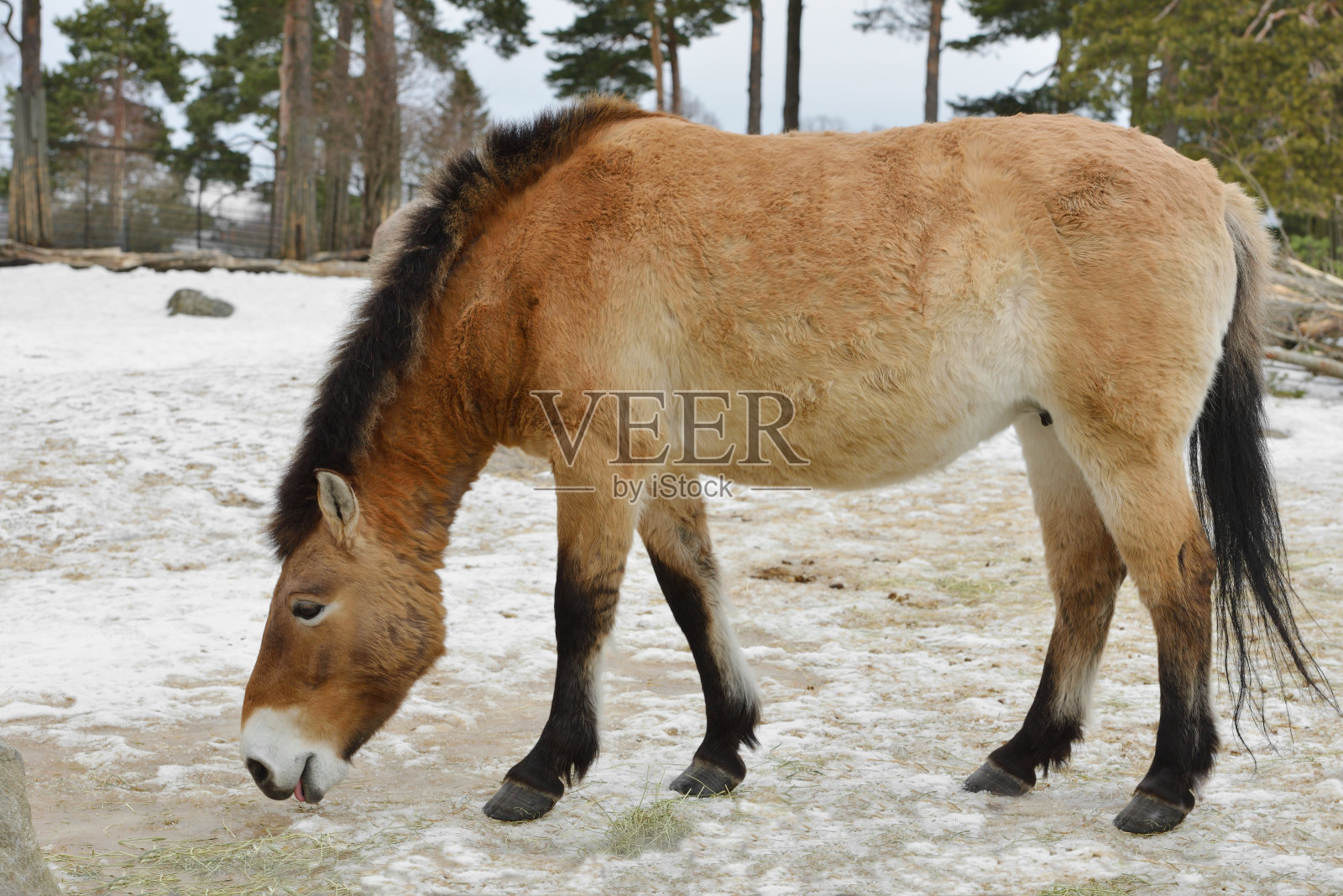 早春蒙古野驴(Equus hemionus hemionus)，又称蒙古胡兰照片摄影图片