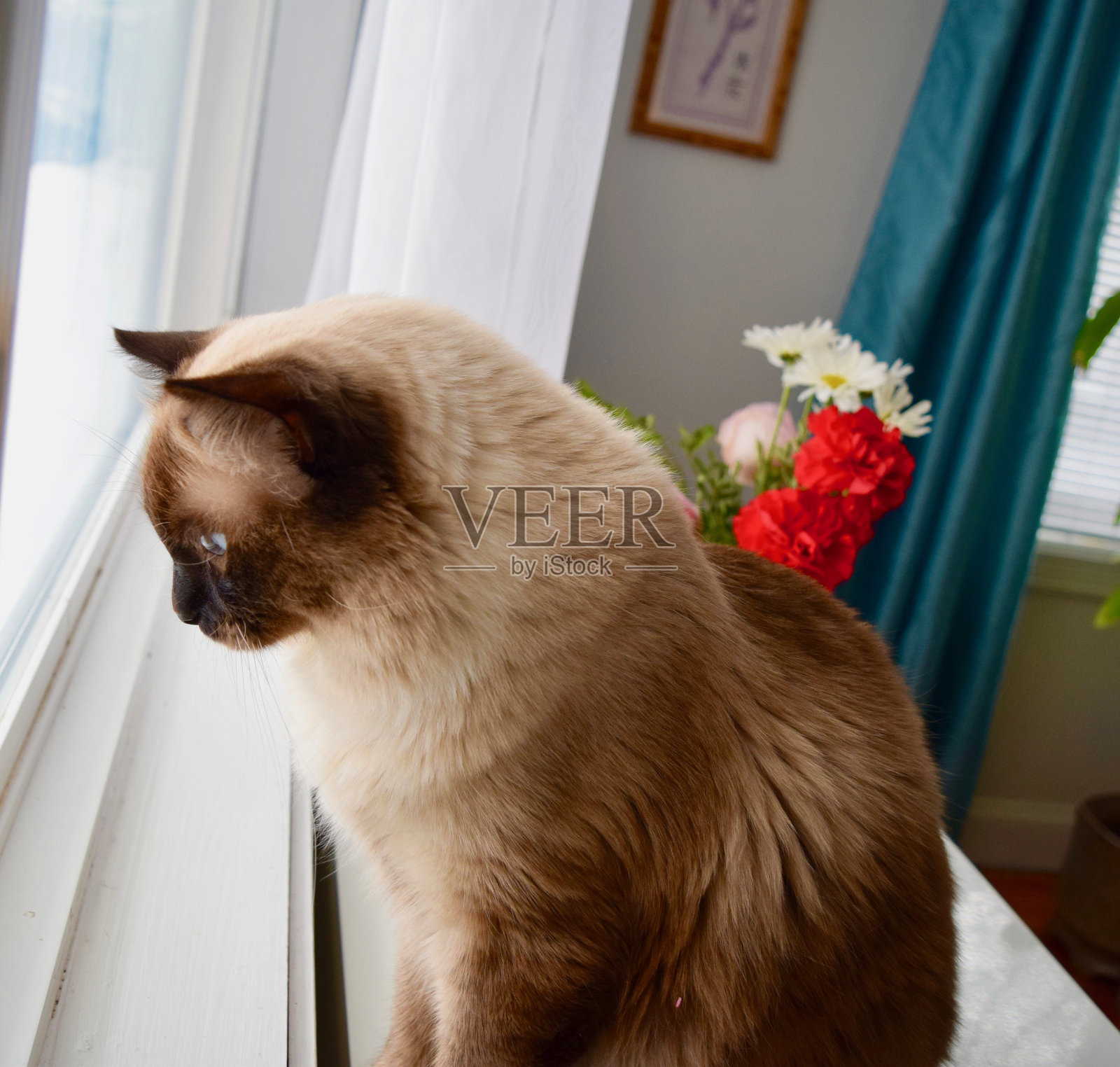 布娃娃猫站在花窗边照片摄影图片