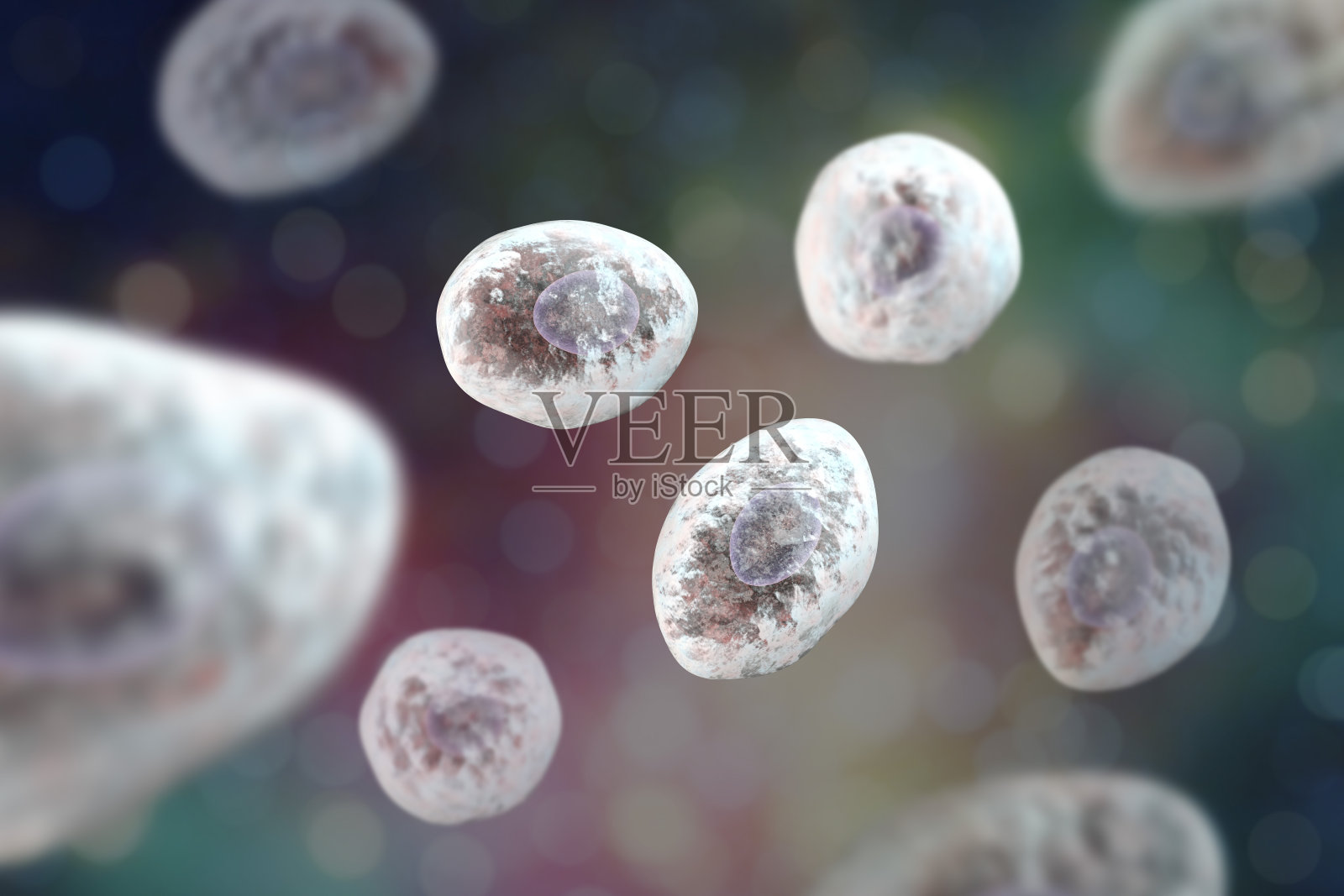 伊氏肺孢子虫，一种导致HIV患者肺炎的机会性真菌照片摄影图片